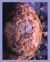Lump of the Silver Coins