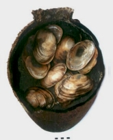 EB Jar Containing Nillotic Mollusks