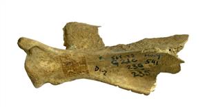 Worked Bone Engraved
Photographer:Clara Amit