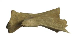 Worked Bone Engraved
Photographer:Clara Amit