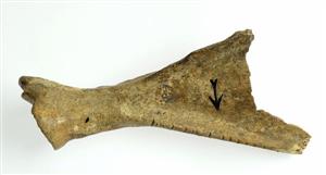 Worked Bone Engraved
Photographer:Clara Amit