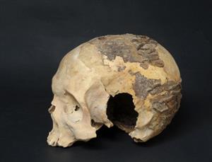 Skull Decorated in Relief
 Photographer:Clara Amit