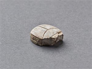 חרפושית היקסוסית 
 צלם:מידד סוכובולסקי