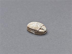 חרפושית היקסוסית
צלם:מידד סוכובולסקי