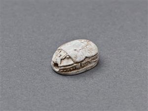 חרפושית
צלם:מידד סוכובולסקי