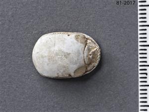 חרפושית
צלם:מידד סוכובולסקי