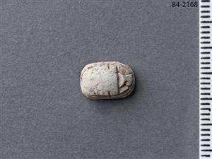 חרפושית היקסוסית
צלם:מידד סוכובולסקי