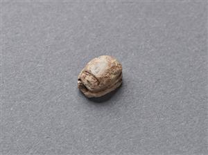 חרפושית
צלם:מידד סוכובולסקי