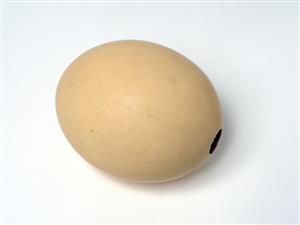 Ostrich Egg  
 Photographer:Clara Amit