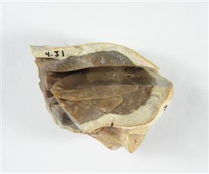 Refitted core (flint)
Photographer:Yolovitch Yael