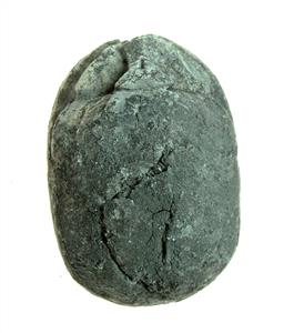 חרפושית
צלם:קלרה עמית
