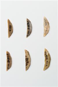 סהרון (Lunate)  
 צלם:מידד סוכובולסקי