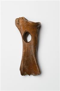 עצם השכם (Scapula) מלוטשת   
 צלם:מידד סוכובולסקי
