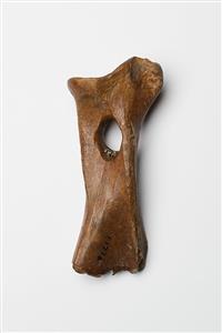 עצם השכם (Scapula) מלוטשת   
 צלם:מידד סוכובולסקי