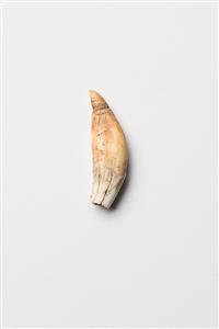 Tooth Pendant   
 Photographer:Meidad Suchowolski