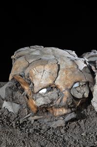Plastered Human Skull  
 Photographer:Yolovitch Yael