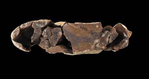 Refitted core (flint)
Photographer:Yolovitch Yael