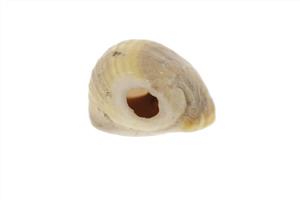 Bead (pierced shell)
 Photographer:ostrovski ivgen