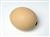Ostrich Egg  