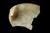 Fragment Red Sea Shell Incised  