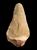 Handaxe  