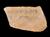 Ostracon Inscribed 