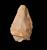 Cordiform Hand Axe