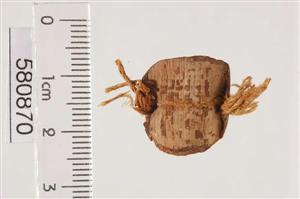 Threads Bulla
Photographer:Clara Amit