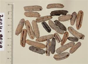 Date Stones
Photographer:Clara Amit