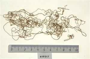 Fragment Thread   
 Photographer:Clara Amit
