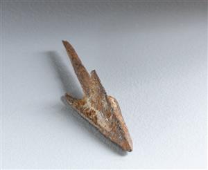 Arrowhead
 Photographer:Koren Miki