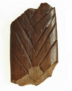 Fragment Worked Bone Incised