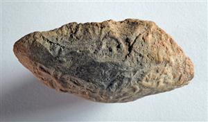 Bulla Egyptian
 Photographer:Clara Amit