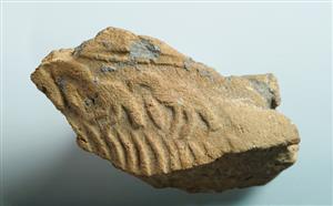 Bulla Egyptian
 Photographer:Clara Amit