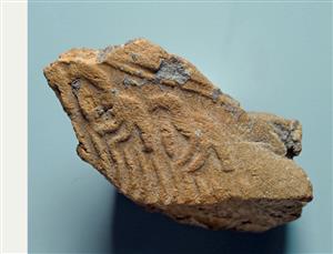 Bulla Egyptian
 Photographer:Clara Amit