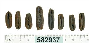 Date Stones
Photographer:Clara Amit