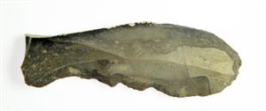 Blade Denticulated
Photographer:Clara Amit