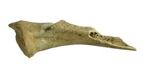 Worked Bone Engraved
Photographer:Clara Amit