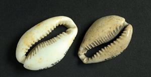 Bead Cowrie Shell
 Photographer:Clara Amit