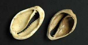 Bead Cowrie Shell
 Photographer:Clara Amit