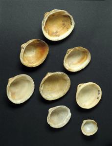 Shells
 Photographer:Clara Amit