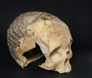 Skull Decorated in Relief
Photographer:Clara Amit
