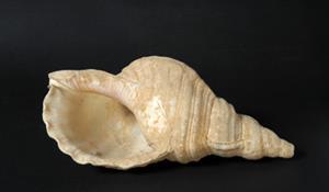 Shell
Photographer:Clara Amit