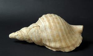 Shell
Photographer:Clara Amit