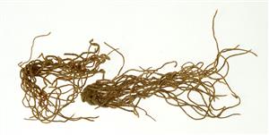 Threads
Photographer:Clara Amit