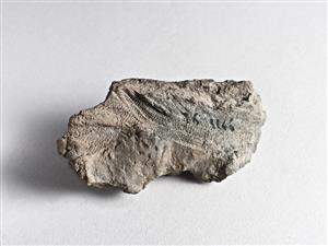 Bulla Egyptian 
 Photographer:Meidad Suchowolski