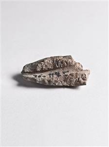 Bulla Egyptian 
 Photographer:Meidad Suchowolski