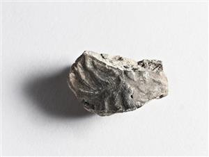 Bulla Egyptian 
 Photographer:Meidad Suchowolski
