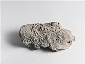 Bulla Egyptian 
 Photographer:Meidad Suchowolski