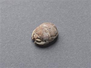 Scarab
Photographer:Meidad Suchowolski